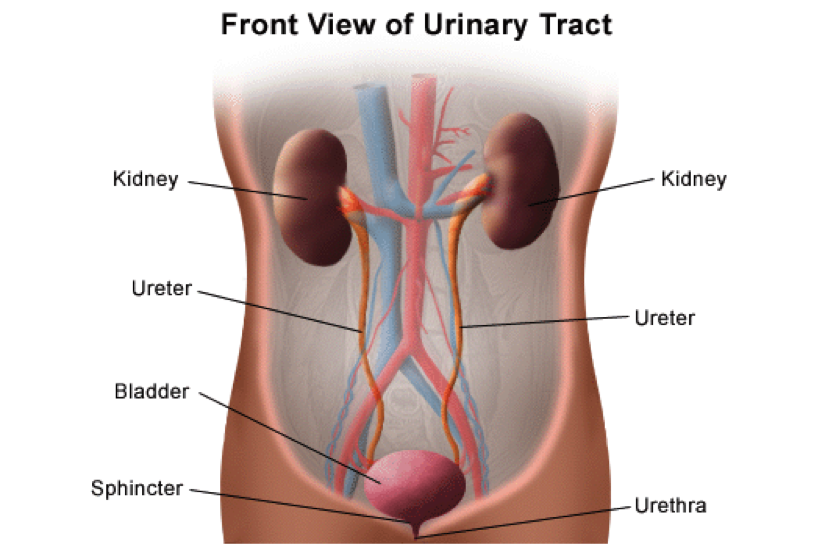 Front View of the Urinary Tract